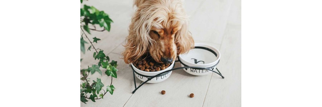 Ração hipoalergénica para cães